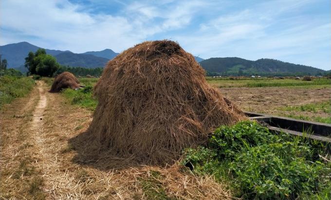 Rơm rạ trở thành nguồn nguyên liệu quý trong trồng hành.